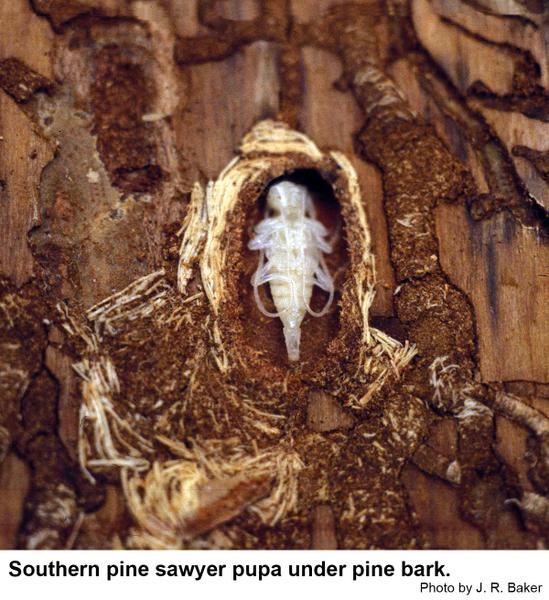 Southern pine sawyer pupa